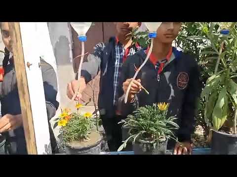 ड्रिप सिंचाई
