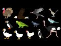 Birds The Kids Picture Show
