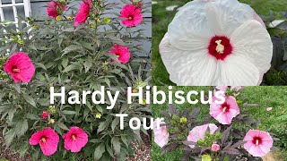 Hardy Hibiscus Garden Tour