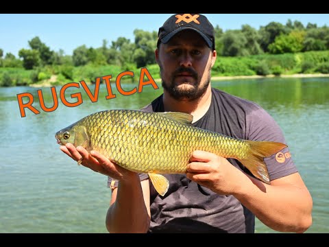 Pecanje KRUPNIH Plotica na Feeder🎣 🐟  *RUGVICA JE DZUNGLA* Feeder Fishing Rugvica🎣