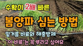양파심는시기 수확이 2배 빠르고 굵은 봄양파심는방법 양파밑거름비료와 병해충방제 칼슘비료 양파밭만들기