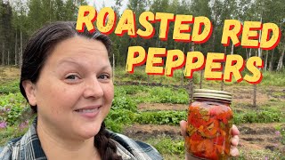 How to make ROASTED RED PEPPERS - MARINATED and CANNED - HOMESTEADING ALASKA