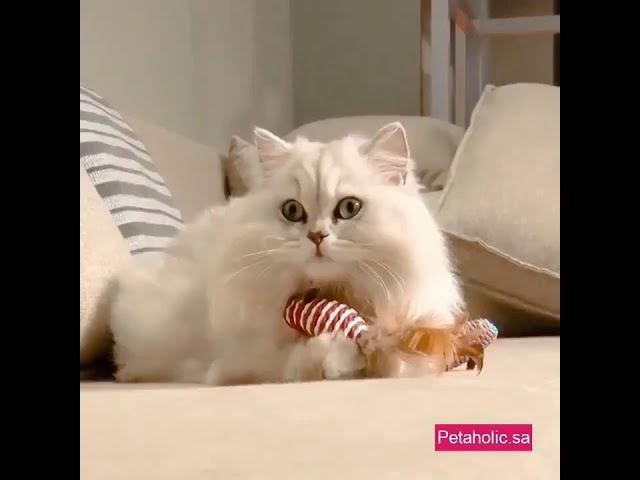 صندوق الـ7 ألعاب