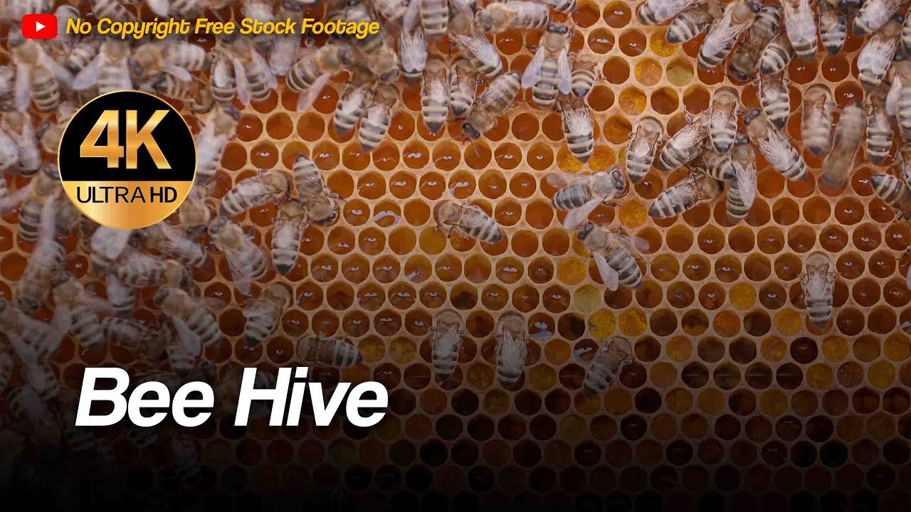 Bees, Hive, Bee Colony, Beehive 4K Stock Footage