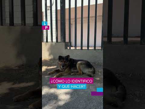 ☀️ Ola de calor en Santiago 🐶🐱En La Pintana cuidamos a quienes son parte de nuestra familia