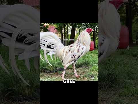 Which line do you like? #gallos #bravo #gallosblancos #humor #minerblue #gallofino #mexico