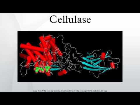 Cellulase Enzyme Powder, Packaging Type: Drum