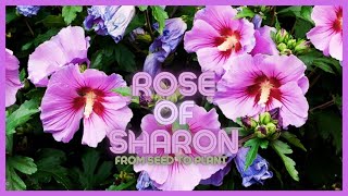How to Germinate, Plant, and Grow Rose of Sharon | From Seed to Plant