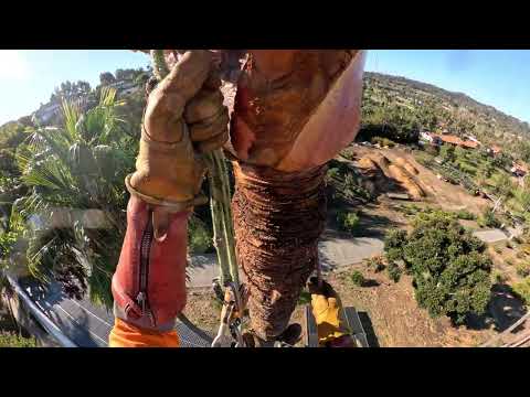 Poda De Palmeras Con Espuelas / Rancho Santa Fe