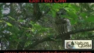 preview picture of video 'Barred Owl Encounter'