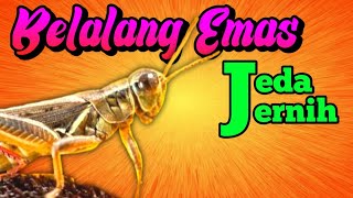 Download lagu MASTERAN BELALANG EMAS || JERNIH SUARA JEDA mp3 Download lagu MASTERAN BELALANG EMAS || JERNIH SUARA JEDA mp3