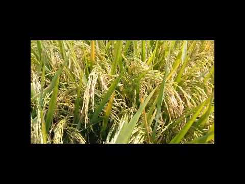 MSM-88|| sanna rakam paddy || kasam Ashok Kumar || 9849561945  || 120 days