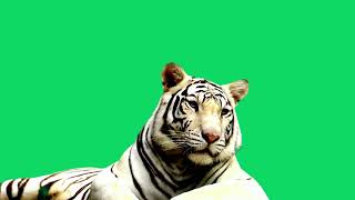 Download lagu GREEN SCREEN WHITE TIGER ANIMATED HD  | FREE TO USE GRAPHICS ANIMATIONS mp3