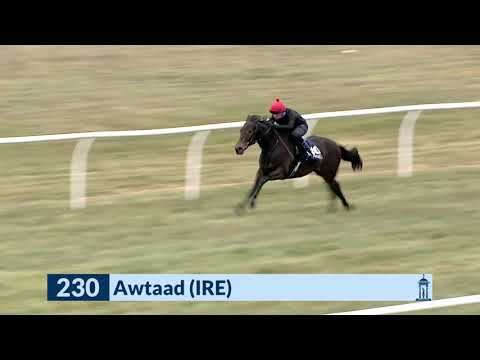 Lot 230 Tattersalls Guineas Breeze Up Sale: Awtaad/Alice Rose