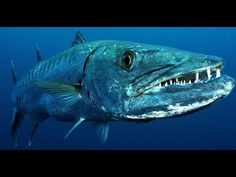 Facts: The Great Barracuda