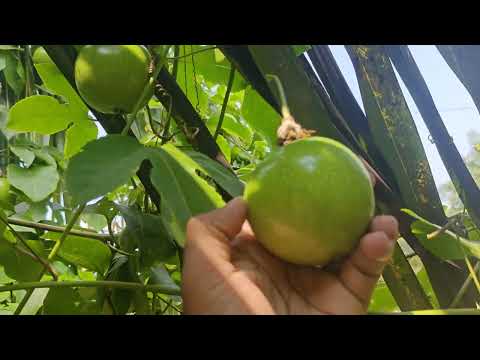 Passion fruit harvesting 