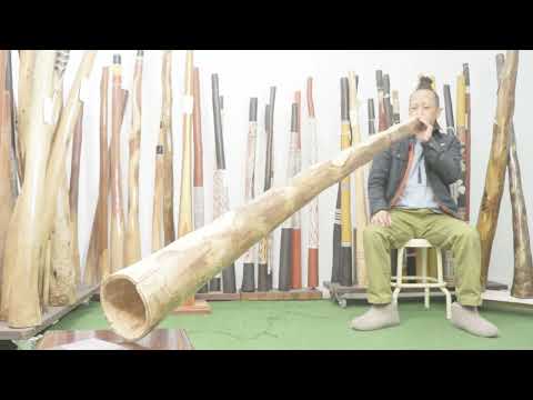 Fiorino Fiorini Didgeridoo key of G#   Webcode 7674