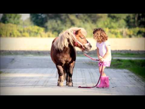 Video 34 aus  Ferienhof  "Groot Plaats"