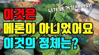 이런 실수를 하다니.메론인줄 알았는데 커가는걸 보니 메론이 아니었어요.헛키웠어요.