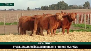 5 Vaquillonas PC Preñadas - Los Choles - Plaza Ganadera
