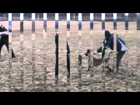 Ceed Megan Bohemia II