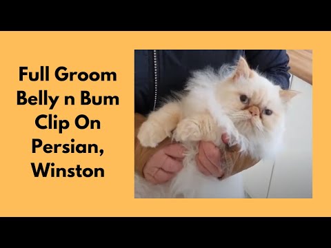 Full Groom On A Persian Cat With Belly n Bum Clip