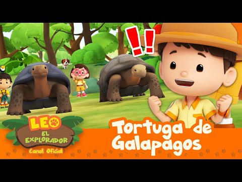 ¡CARRERA DE TORTUGAS!! ¿Quién GANARÁ?! 🐢💯 | Tortuga de Galápagos | Leo, El Explorador | Animación