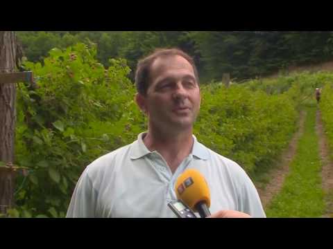 TESLIĆ - JOŠ UVIJEK NEPOZNATA OTKUPNA CIJENA MALINA 15. 06. 2017.