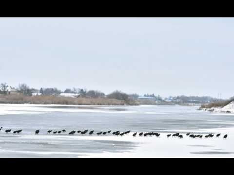 Michal Darmotsky   Veje vetrik veje