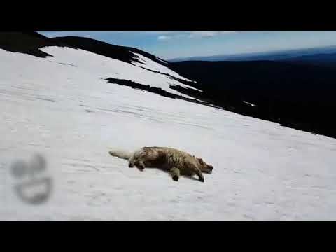 Dog Slides Downhill At Ski Area - 1166641-4