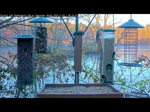 Cooper's Hawk Makes Pit Stop At Cornell Feeders, Blue Jays Sound The Alarm – Nov. 3, 2022