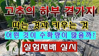 [텃밭농부 1,486]  고추의 하부 곁가지를 없애는 것이 좋은지? 키우는 것이 좋은지? 실험재배 실시. #…