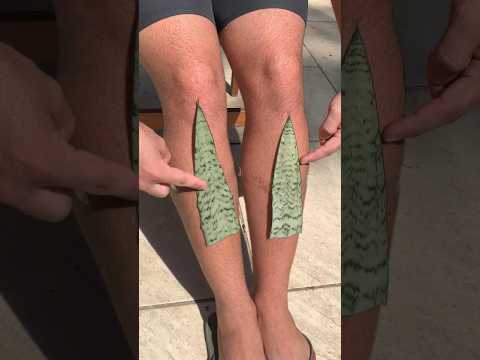 Place this plant on your KNEE before bed and you will be SURPRISED with the result!