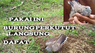 Download lagu perangkap burung perkutut yang mudah mp3