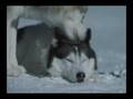 Eight Below - Wolf Song 