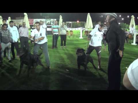 Karlos vn kigen v2 champion class males in alexandria rottweiler dog show 1