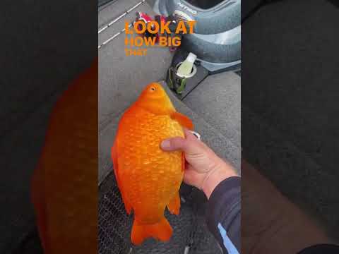Wild gold fish! How did it get so big? #goldfish #wildlife