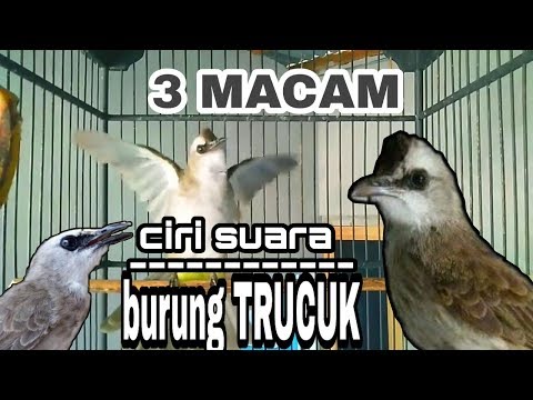 Trucukan Novyj Trend Smotret Onlajn Na Sajte Trendovi Ru