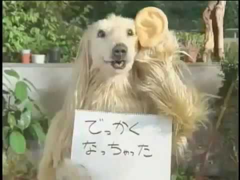 Consome Panchi | Original