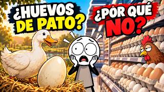 LOS PATOS PONEN HUEVOS… ¿POR QUÉ CASI NUNCA LOS VEMOS EN EL SUPERMERCADO?