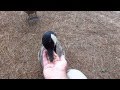 Feeding Canada Geese
