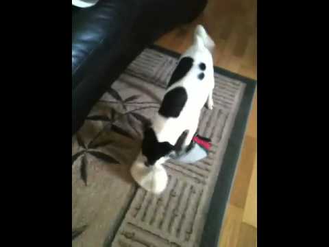 Rat terrier vs jack russel