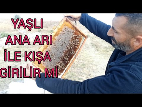 Yaşlı Ana Arı İle Kışa Girilir Mi | Kış Öncesi Bakımları Detaylı Anlatım ...