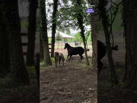 Rescue animals get giddy with excitement about their new pasture. See the video.