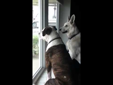 Buddha talking squirrel!