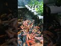 Nila Hidroganik Aquaponik Hidroganik Hidroponik Akuaponik