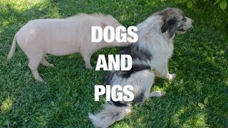 Dogs and Pigs: Natural Best Friends - Compilation 2017