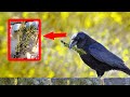 The man has been feeding the crow family for 4 years, and one day the birds surprised him with an un