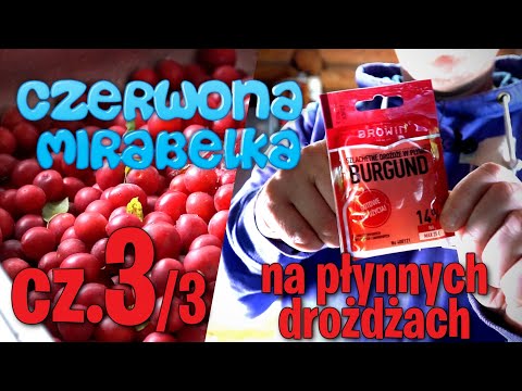 Wino SŁODKIE z Mirabelki CZERWONEJ na płynnych drożdżach sezon 2021 cz.3/3