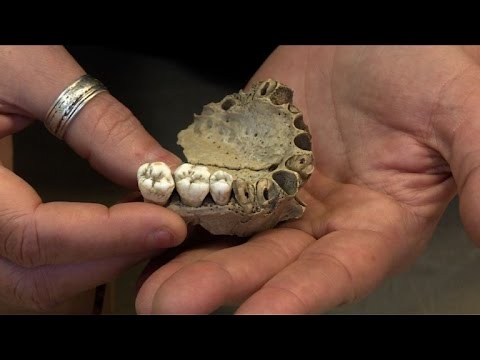 Le grotte de Goyet, où le Néandertalien était bien un cannibale